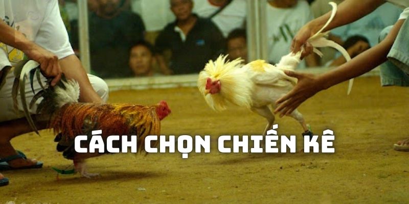 Cách để bạn chọn lọc cho mình những chiến kê thi đấu dũng mãnh