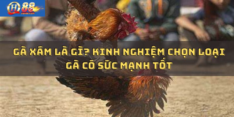 Đặc điểm chung của giống gà xám