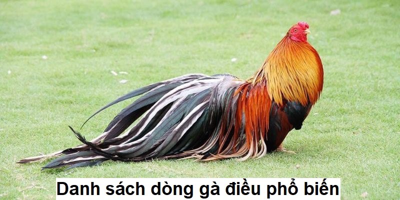 Danh sách dòng gà điều phổ biến