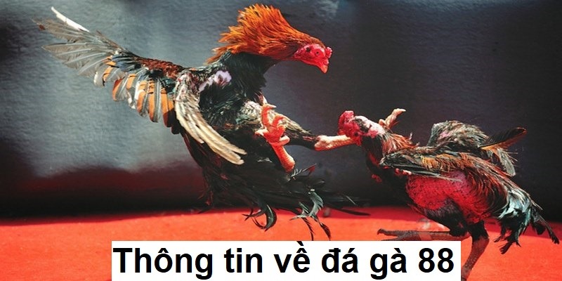 Thông tin về đá gà 88