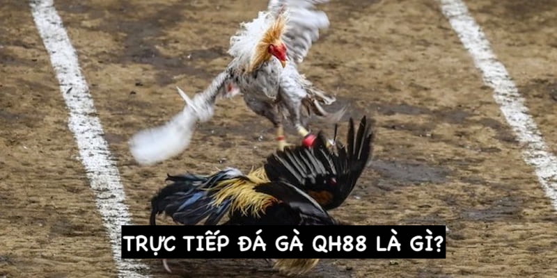 Sơ lược về đá gà trực tiếp bạn nên biết